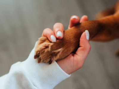 Present till hundägare: nyckelringen som alltid följer med